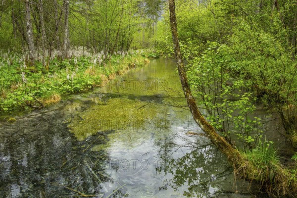 Lanscape of a little stream flowing through the forest in spring on a rainy day, Bavaria, Germany