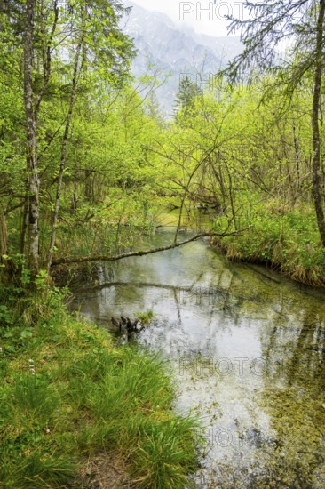 Lanscape of a little stream flowing through the forest in spring on a rainy day, Bavaria, Germany