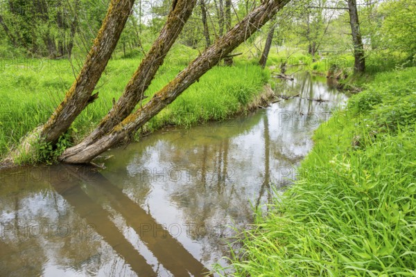Lanscape of a little stream flowing through the forest in spring on a rainy day, Bavaria, Germany