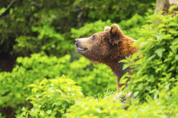 Eurasian brown bear (Ursus arctos arctos) in a forest, Austria