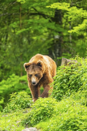 Eurasian brown bear (Ursus arctos arctos) in a forest, Austria