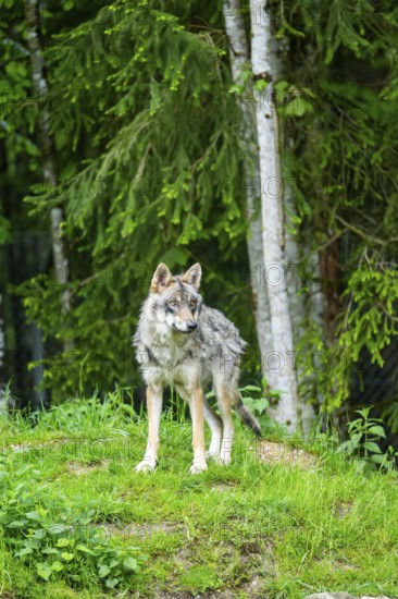 Eurasian wolf (Canis lupus lupus) in a forest, Austria