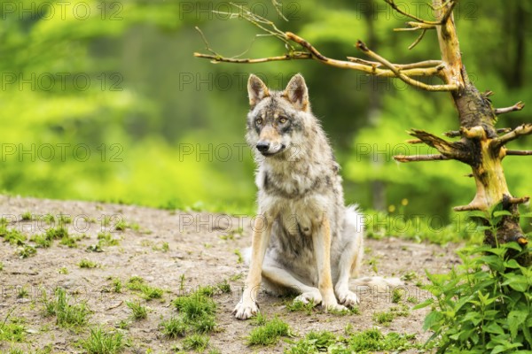 Eurasian wolf (Canis lupus lupus) in a forest, Austria
