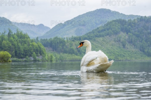 Mute swan (Cygnus olor) swimming on a lake, Austria