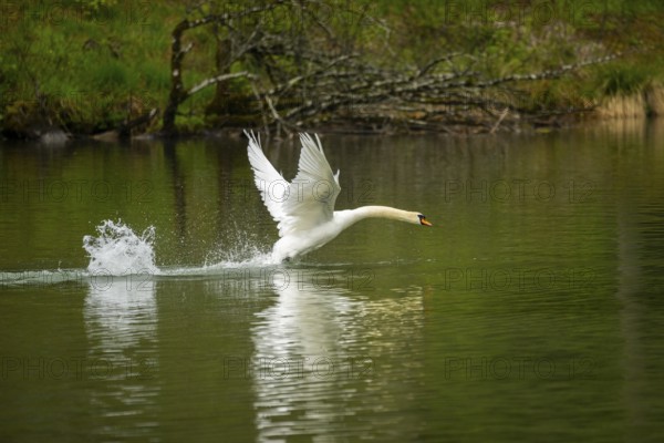 Mute swan (Cygnus olor) starts flying from a lake, Austria