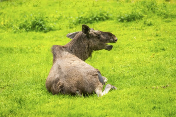 Eurasian elk (Alces alces) lying next to a little lake, Austria