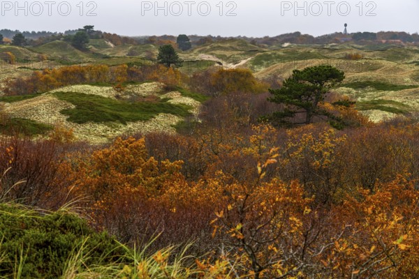 Dune sheep of Ostplate, in the east of the East Frisian island of Spiekeroog, autumn, brown dunes, Lower Saxony, Germany