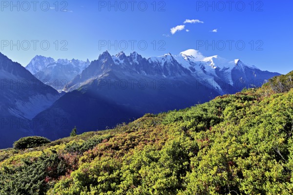 Mountain forest in an autumnal landscape with the snow-covered Mont Blanc massif in the background, Chamonix-Mont-Blanc, Haute-Savoie, France
