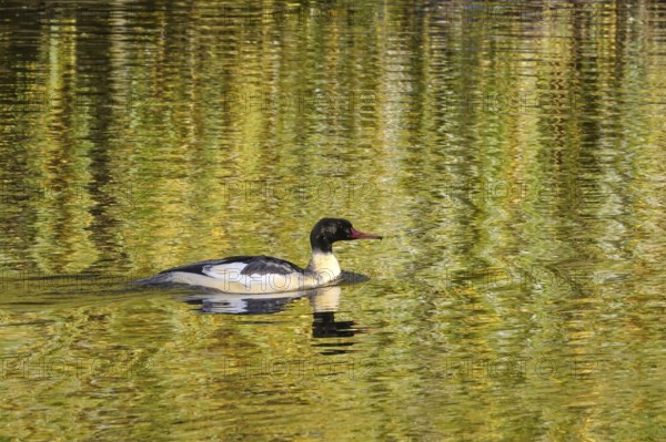 Goose sawers on a lake, autumn, Germany