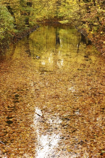 Reflection on a lake in autumn, Germany