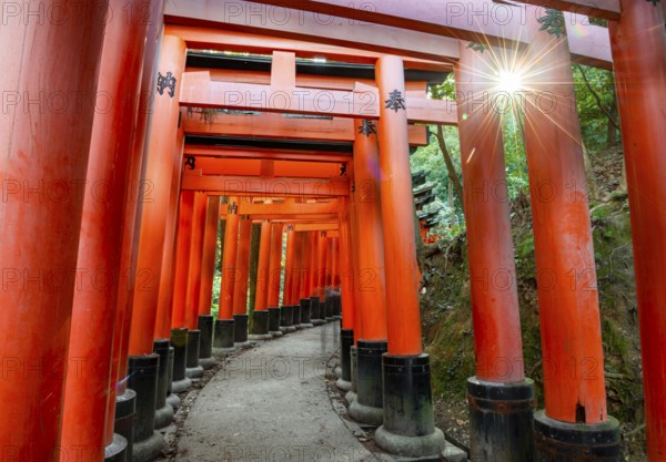 Walk through hundreds of red traditional torii gates, Fushimi Inari Taisha, Shinto Shrine, Sun Star, Fushimi Inari-taisha Okusha Hohaisho, Kyoto, Japan