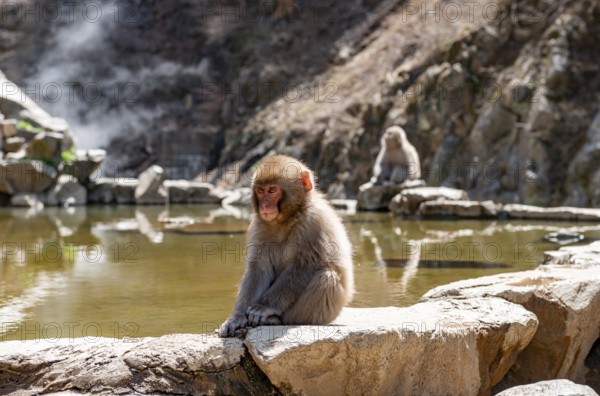 Japanese macaque (Macaca fuscata) sitting on rocks near water, Yamanouchi, Nagano Prefecture, Honshu Island, Japan