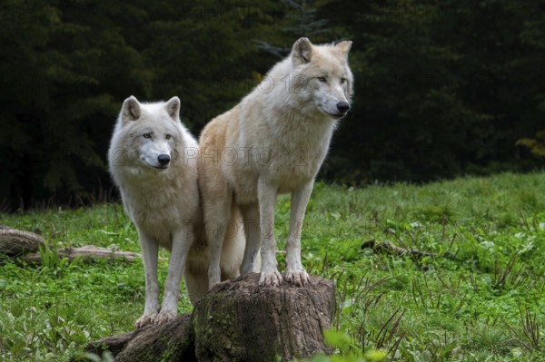 Two Arctic wolves, white wolves, polar wolves (Canis lupus arctos) in zoo, wolf species native to the High Arctic tundra of Canada