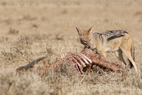 Black-backed jackal (Lupulella mesomelas), adult, feeding on skin and carcass of a common eland (Taurotragus oryx), Kgalagadi Transfrontier Park, Northern Cape, South Africa