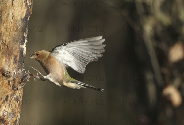 Chaffinch (Fringilla coelebs) male in flight, approach to forage wood, winter feeding, Allgäu, Bavaria, Germany, Allgäu, Bavaria, Germany