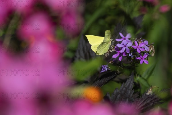 Lemon butterfly (Gonepteryx rhamni) sits on purple flowers of a flame flower or phlox, Finland