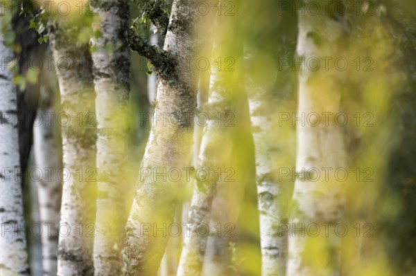 Birch stems through yellow leaves, birch (Betula), forest, Sweden