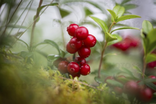 Ripe red shiny cranberries (Vaccinium vitis-idaea), forest, Sweden