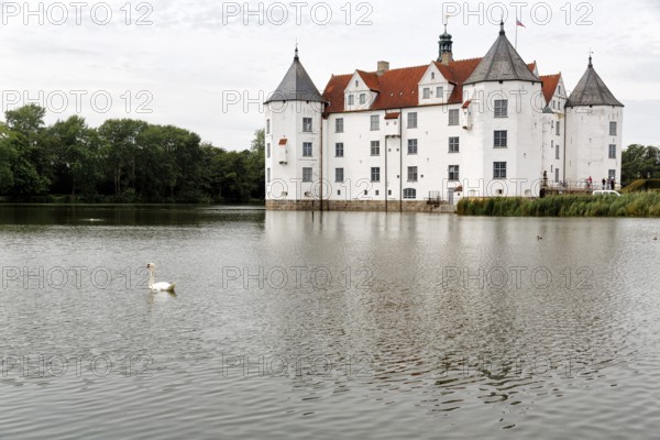 Hocker swan (Cygnus olor) in front of Glücksburg Castle, residential castle, moated castle with museum, Renaissance architecture, Glücksburg, Germany