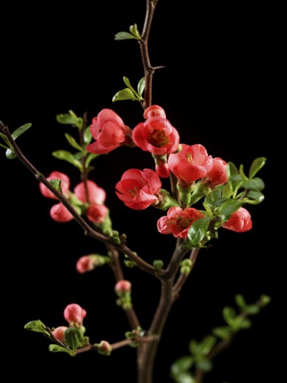 Quince branch with flowers (Cydonia oblonga) against black background