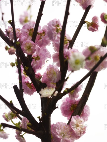 Almond branch with flowers (Prunus triloba) against white background