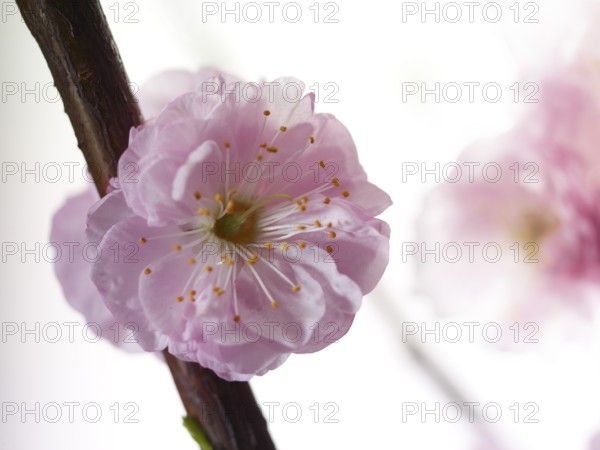 Almond branch with flowers (Prunus triloba) against white background