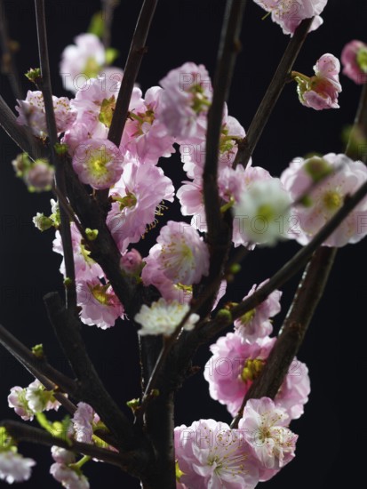 Almond branch with flowers (Prunus triloba) against a black background