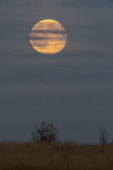 Full moon, super moon over the moor, Emsland, Lower Saxony, Germany