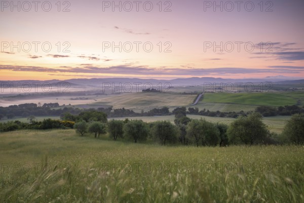 Poggio Covili estate with cypress alley (Cupressus) at sunrise, near San Quirico d'Orcia, Val d'Orcia, Siena Province, Tuscany, Italy