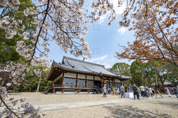 Blooming cherry trees, Kondo main hall of Ninna-ji Temple, Buddhist temple complex, Kyoto, Japan