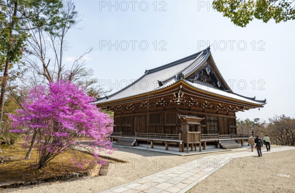 Kannondo of Ninna-ji Temple, purple blooming bush in spring, Buddhist temple complex, Kyoto, Japan