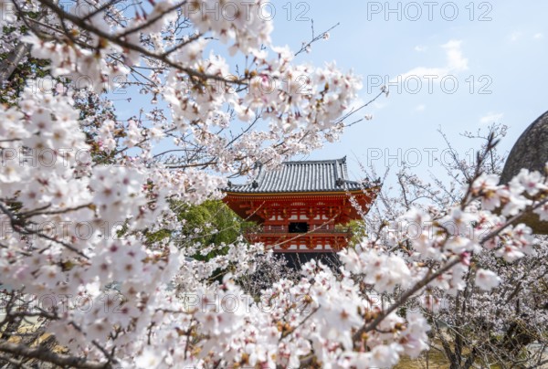 Cherry blossoms and red Shoro bell tower, Ninna-ji temple in spring, Buddhist temple complex, Kyoto, Japan
