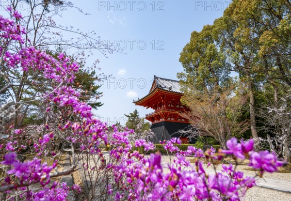 Purple blooming tree in spring with Shoro bell tower, Ninna-ji Temple, Buddhist temple complex, Kyoto, Japan