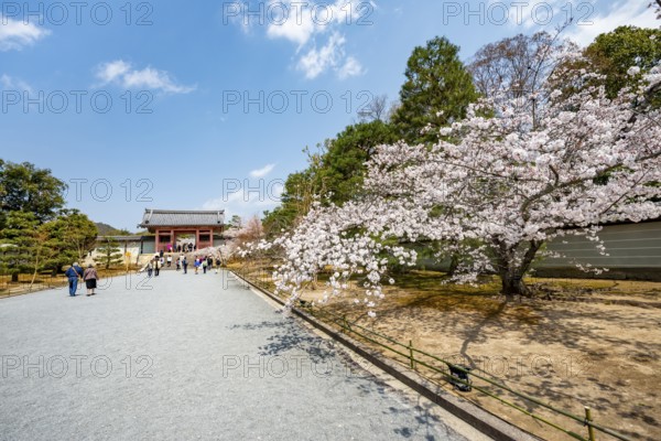 Wide path with blooming cherry tree, leads to the Chumon Gate of Ninna-ji Temple, Buddhist temple complex, Kyoto, Japan