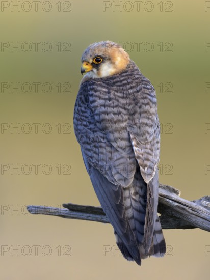Red-footed falcon (Falco vespertinus), adult female sitting, Kiskunság National Park, Hungary