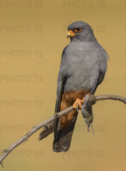 Red-footed falcon (Falco vespertinus), adult male sitting with a captured mouse, Kiskunság National Park, Hungary