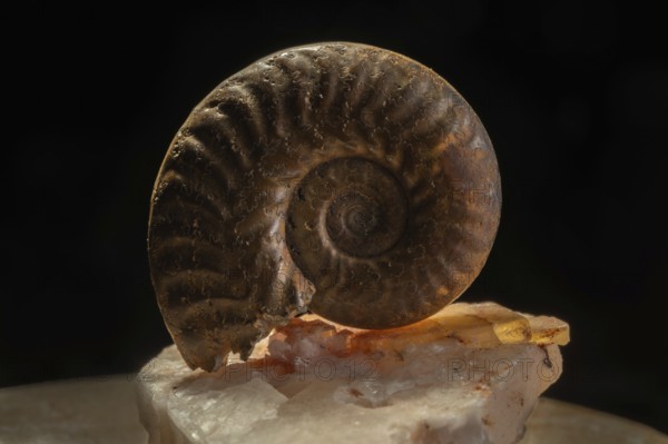 Ammonite fossils can be found on rocks. Details of the spiral reveal millions of years of evolution. Amber reflects bursts of light. Doubs, Frankrijk