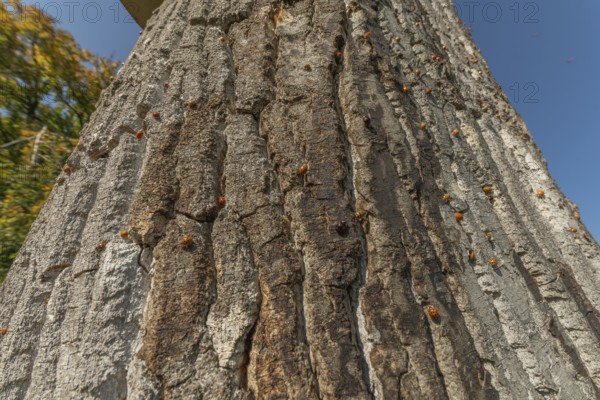 A large number of orange-colored insects are scattered across the rough wood of a tree. Sunlight illuminates their presence in nature. The setting is peaceful. Invasion of Asian bedbugs