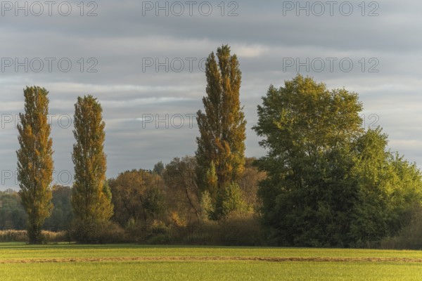 The serene landscape features golden poplars and green trees surrounded by fields. The mild autumn light creates a peaceful and warm atmosphere. Bas rhin, Alsace, Grand Est, France
