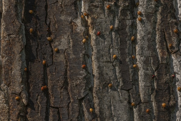 A large number of orange-colored insects are scattered across the rough wood of a tree. Sunlight illuminates their presence in nature. The setting is peaceful. Invasion of Asian bedbugs. Bas Rhin, Alsace, France