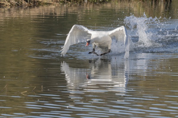 White swan floats away from the water surface and flaps its wings. Splashes create waves on water, reflection visible under swan. Bas rhin, Alsace, Grand Est, France
