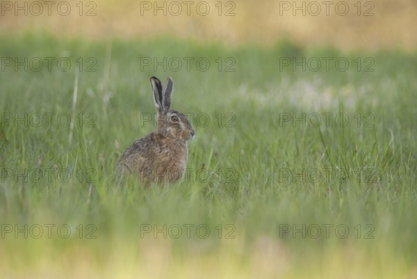 Brown hare sitting in grass contemplates surroundings. Bas Rhin, Alsace, France