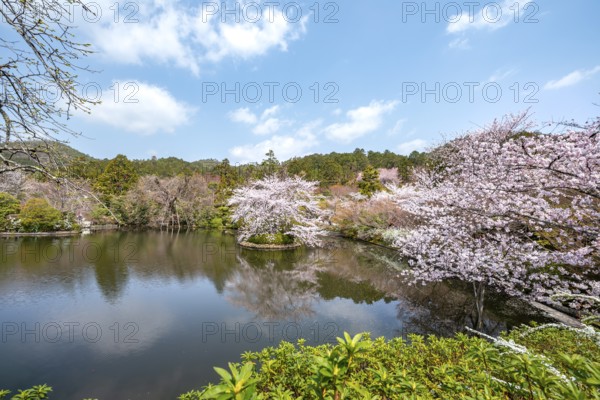 Kyoyochi pond in the Japanese garden, blooming cherry trees, Ryoan-ji, Zen Buddhist temple complex, in spring, Kyoto, Japan