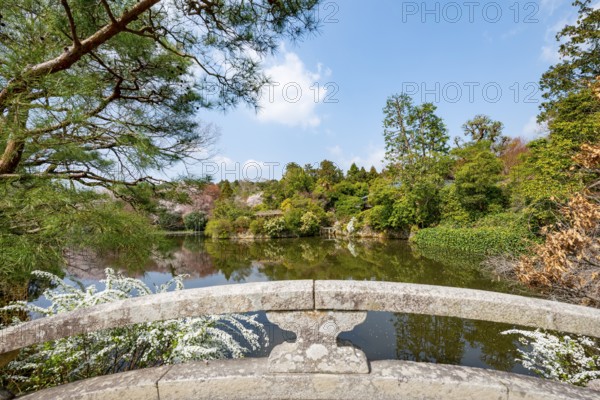 Bridge over Kyoyochi Pond in Japanese Garden, blooming cherry trees, Ryoan-ji, Zen Buddhist temple complex, in spring, Kyoto, Japan