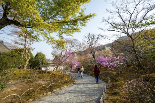 Path between blooming bushes in spring, Sogenchi Teien Japanese Garden, Tenryu-ji, Zen Buddhist temple complex, Sagatenryuji Susukinobabacho, Kyoto, Japan