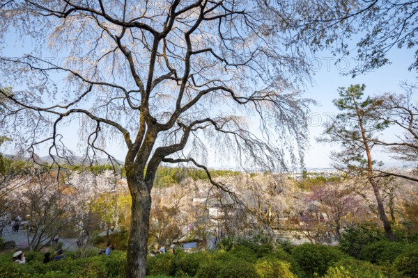 Blooming cherry trees Sogenchi Teien Japanese Garden, Tenryu-ji, Zen Buddhist temple complex, Sagatenryuji Susukinobabacho, Kyoto, Japan