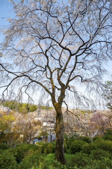 Blooming cherry trees Sogenchi Teien Japanese Garden, Tenryu-ji, Zen Buddhist temple complex, Sagatenryuji Susukinobabacho, Kyoto, Japan