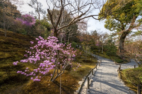 Blooming bushes in Sogenchi Teien Japanese Garden, Tenryu-ji, Zen Buddhist temple complex, Sagatenryuji Susukinobabacho, Kyoto, Japan