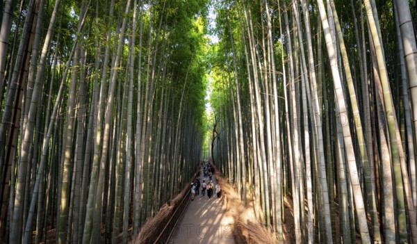 Visitors on their way through bamboo forest, towering bamboo trunks in Arashiyama bamboo forest, Kyoto, Japan