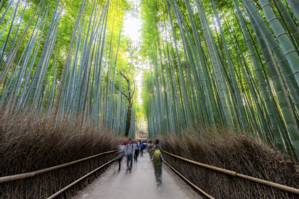 Visitors on their way through bamboo forest, motion blur, long exposure, towering bamboo stems in Arashiyama bamboo forest, Kyoto, Japan
